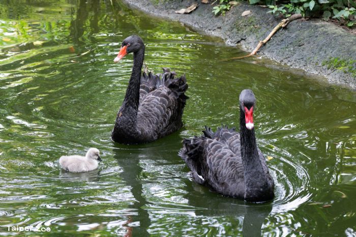 黑天鵝寶寶終於報到！臺北動物園「換蛋保育」成功，溫馨迎來新生命